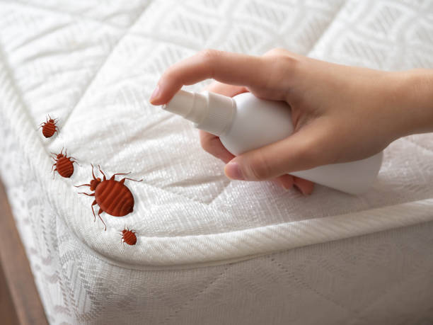 Best Pest Removal Services  in Morganton, NC