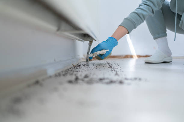 Best Pest Control Treatment  in Morganton, NC